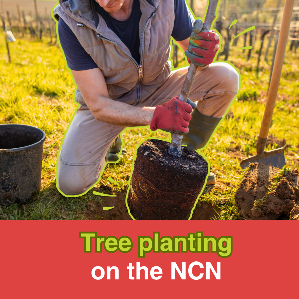 Send a virtual gift of tree planting on the National Cycle Network