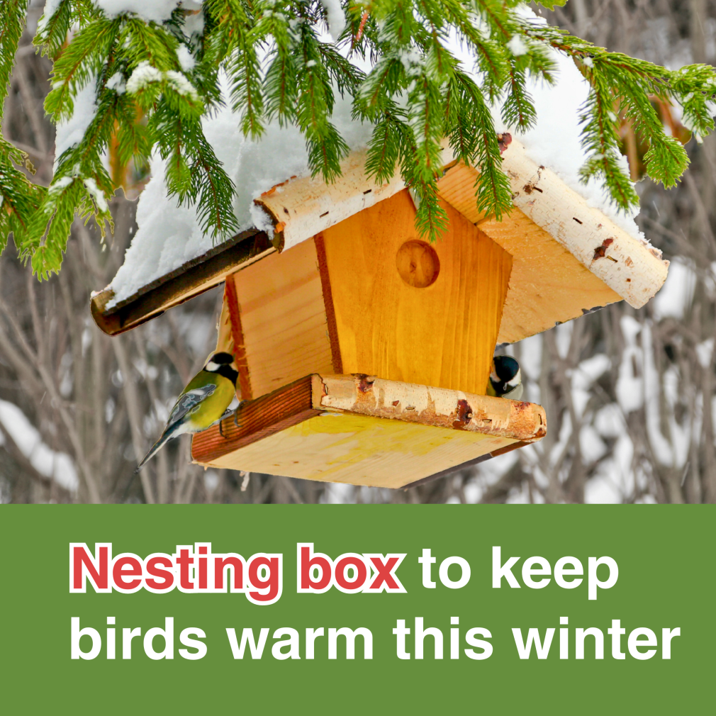 Gift a bird box to help nesting birds keep warm