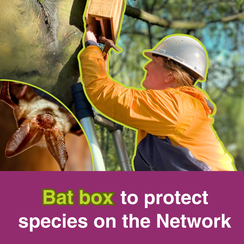 Gift a bat box to the National Cycle Network to protect bat species on the paths. 