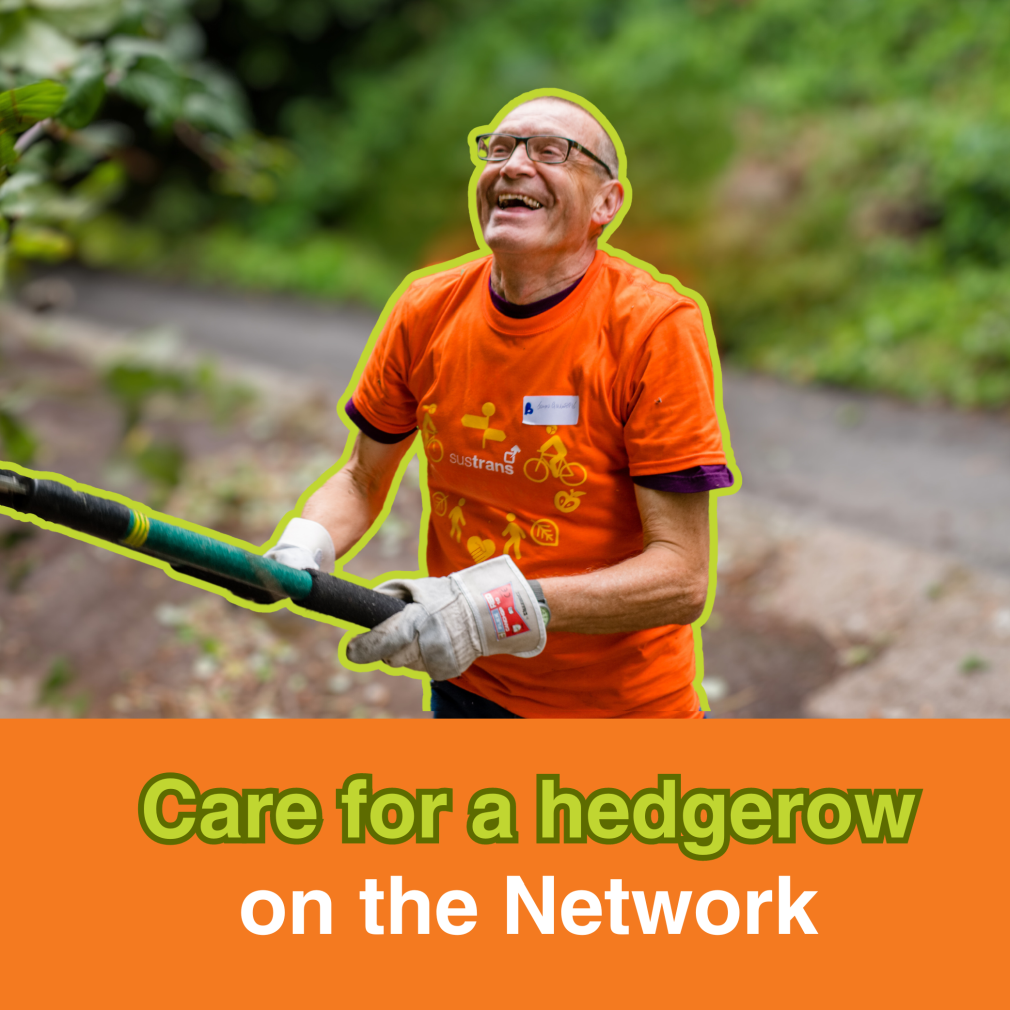 Care for a hedgerow habitat on the National Cycle Network 