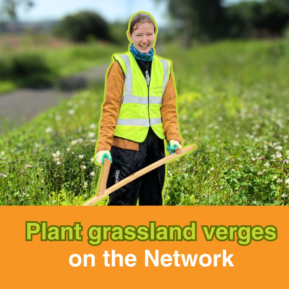 Plant grassland verges on the National Cycle Network